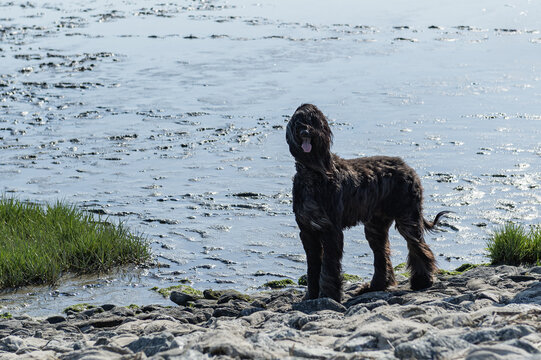 Afghanischer WIndhund an der Nordsee in Norddeich