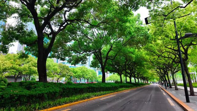 A quiet tree-lined urban road with dense greenery, sidewalks and distant modern buildings under clear daylight.