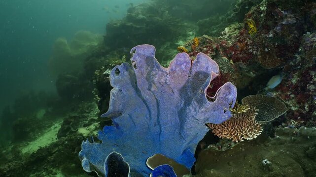 Stunning underwater footage featuring a vibrant blue sea sponge growing among a thriving coral reef ecosystem in clear ocean water
