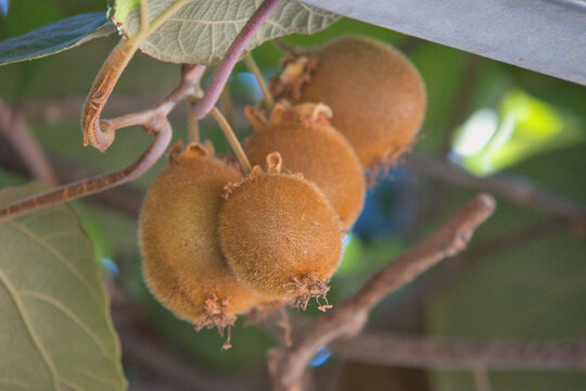 Kiwi on the tree: a fruit rich in vitamins.