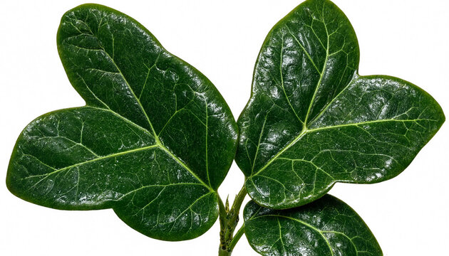 Close up of double Kaffir lime leaves isolated on white background for Thai cuisine aromatic herbal cooking and essential oil