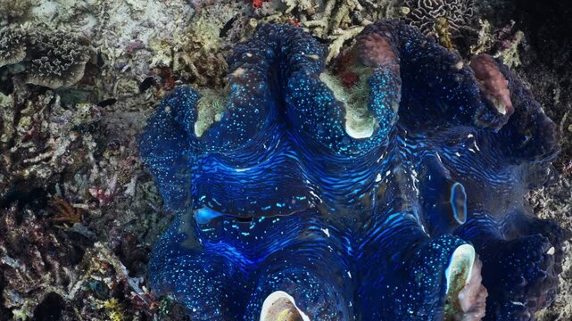 Giant clam with vibrant blue mantle opening on a coral reef underwater