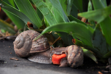 Snails in the grass in the park after the rain. © Катерина Воробьева