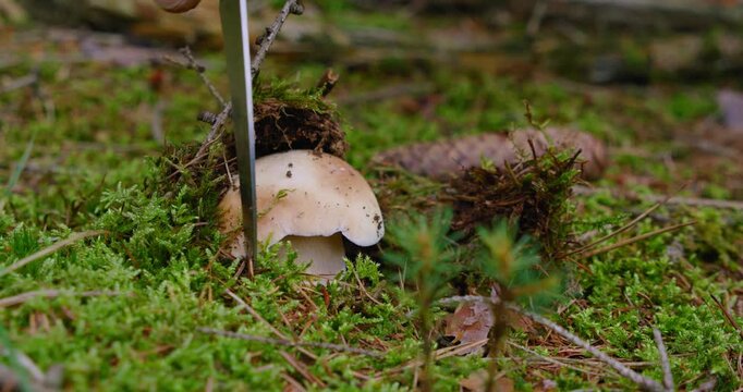 Elderly man gathers mushrooms in the autumn forest. Close-up of male hands picking edible Boletus Edulis. Foraging in the grass.