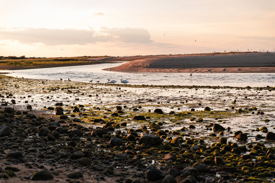 Low tide wildlife on the coast during sunset