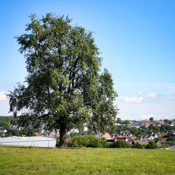Blick &uuml;ber die sommerliche Landschaft bei &Ouml;schelbronn in Baden-W&uuml;rttemberg, Deutschland am 23. August 2026
