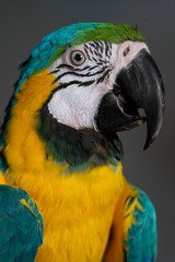 parrot portrait © Jieying