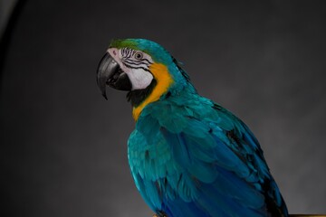 parrot portrait © Jieying