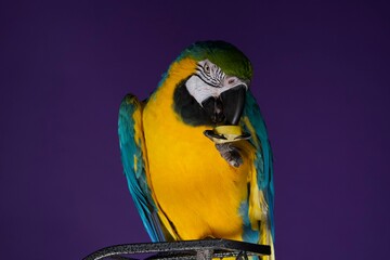 parrot © Jieying