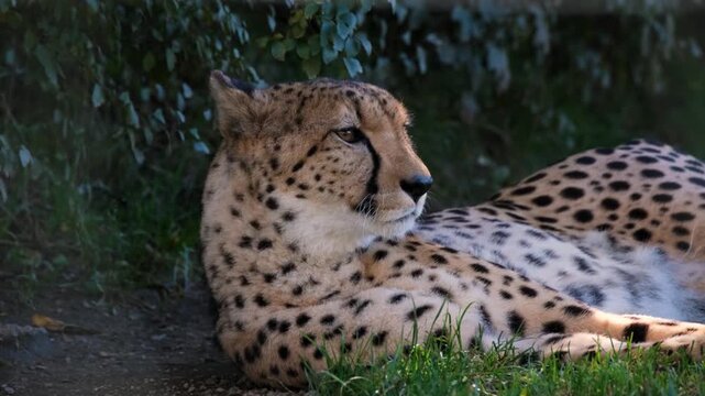 Cheetah resting on grass in wildlife nature reserve
