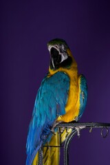 parrot portrait © Jieying