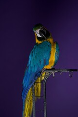 parrot portrait © Jieying