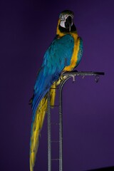 parrot portrait © Jieying