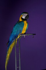 parrot portrait © Jieying