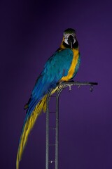 parrot portrait © Jieying