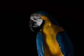 parrot portrait © Jieying