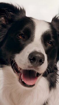 video of a happy Border Collie in an extreme against a warm off-white studio background. The dog looks directly into the lens with intelligent brown eyes, a joyful open-mouthed panting expression