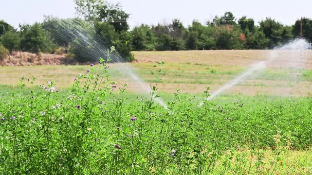rotary sprinkler irrigating green field during hot summer day