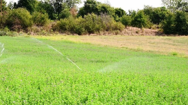rotary sprinkler irrigating green field during hot summer day