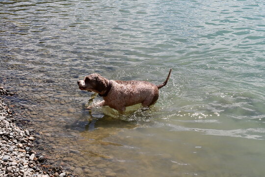 Ein Lagotto Romagnolo Hund hat Spass im Wasser 