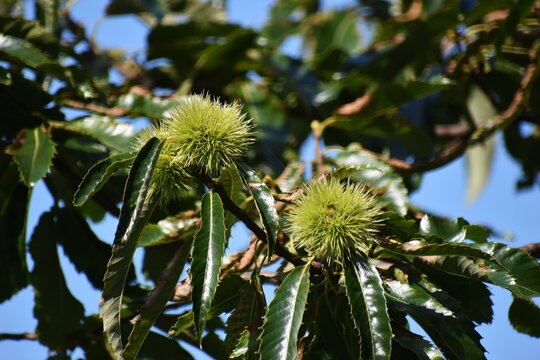 Branches with fruits en green leaves of Castanea Dentata or American chestnut tree.