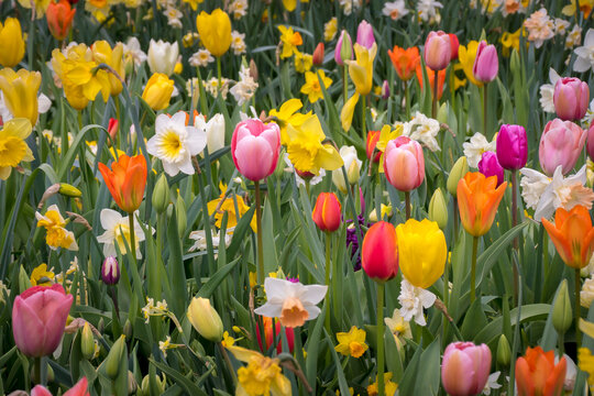 Tulips and daffodils, field of spring flowers, The Netherlands