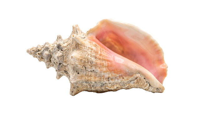 Natural Queen Conch Shell Spiral Marine Mollusk Isolated On Transparent Background High Resolution Studio Photography