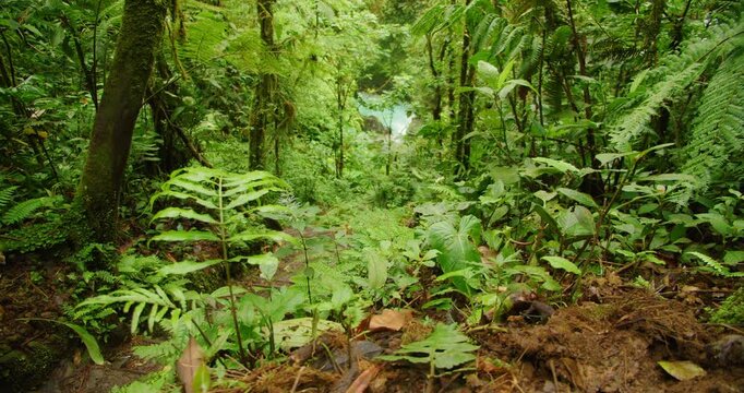 Lush green jungle foliage frames a glimpse of bright turquoise water down a steep descent