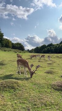 Herd of fallow deer grazing in green field meadow
