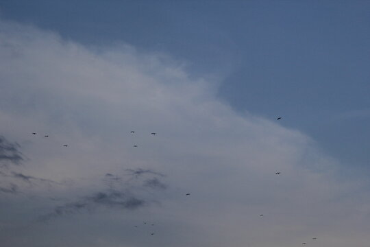 Silhouetted flock of Ardeidae waterbirds flying in formation back to their roosting trees in late afternoon light.
