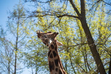 Giraffe in the woods. Giraffe stretching long neck toward green tree branches.  © Christina