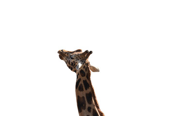 Giraffe's head and long neck isolated on trasparent background. Giraffe Head Isolated on White. Giraffe isolated on white.  © Christina