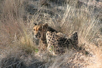 Naklejka premium A Cheetah at a local zoo