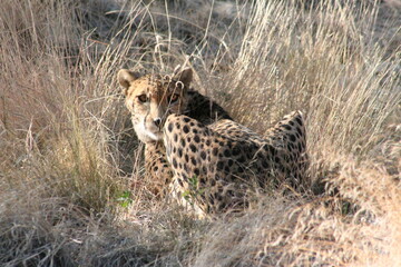 Naklejka premium A Cheetah at a local zoo