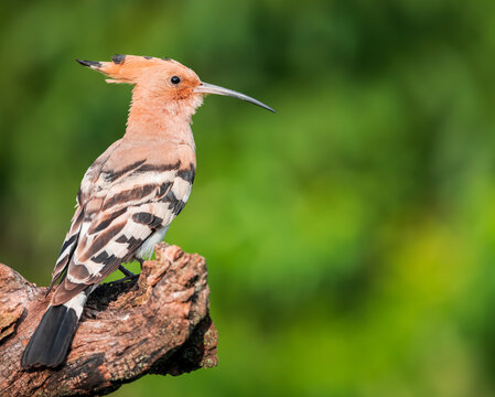 hoopoe bird