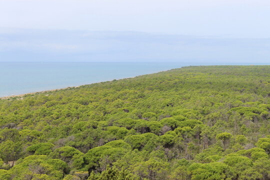 Coastal Pine Forest and Tyrrhenian Sea in Maremma Park