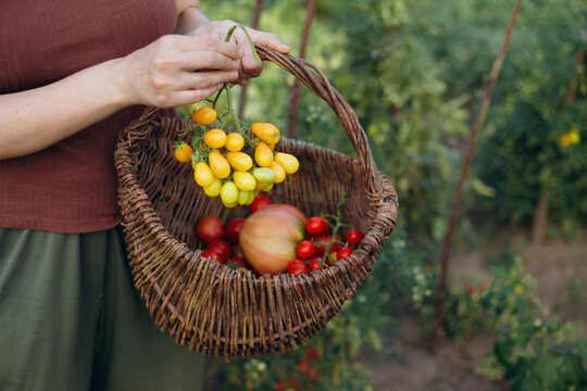 Person harvesting fresh ripe tomatoes in garden