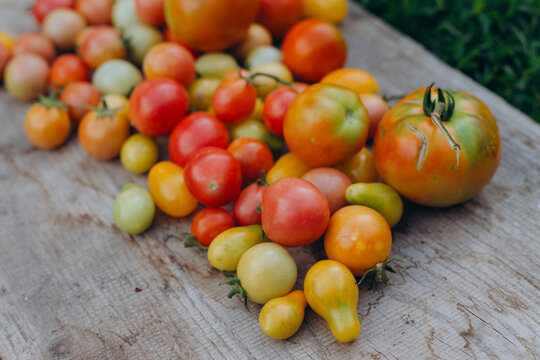 Freshly picked colorful garden tomatoes on rustic wood