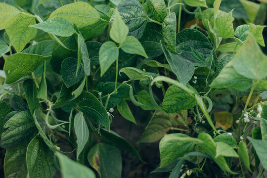 Green bean plant growing in organic garden