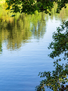 green alder tree twigs and surface of water pond