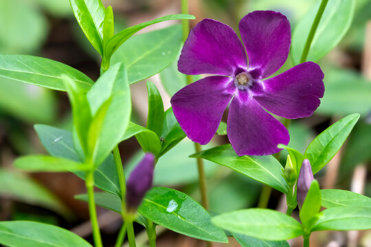 lesser periwinkle