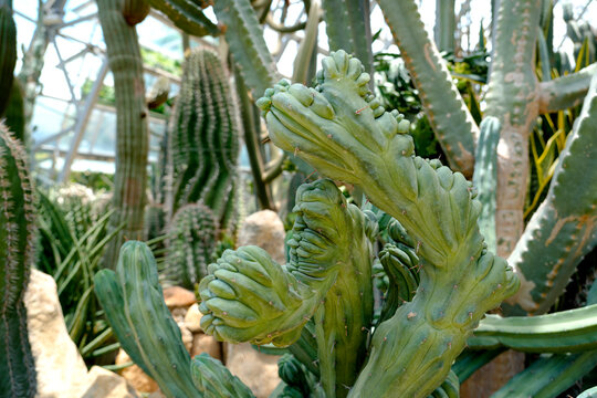 Cacti with unusual shapes are seen in a greenhouse. Sunlight filters through the glass, illuminating the green plants and rocks