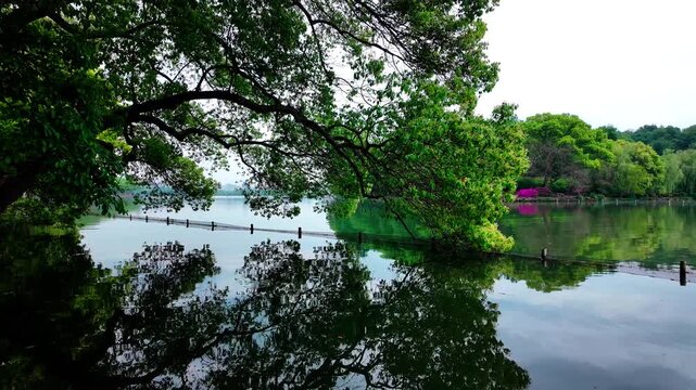 A tranquil lake scene with lush green trees reflecting on calm water in an outdoor natural setting.