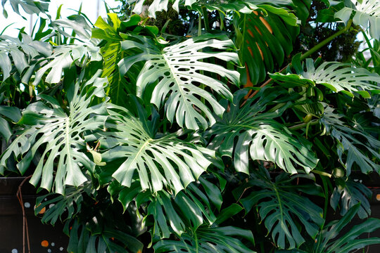 Large green monstera leaves fill the garden space, soaking up sunlight in the afternoon. The scene shows a healthy, vibrant plant life