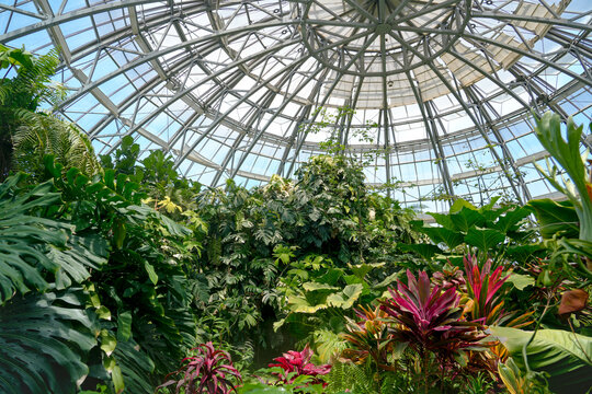 People walk among the lush greenery inside a greenhouse. Sunlight streams through the glass roof, highlighting the vibrant plants and flowers