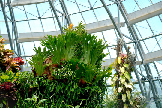 Visitors walk through a conservatory where different plants are displayed under a glass roof. Sunlight shines on the lush foliage, creating a vibrant scene
