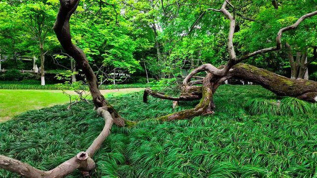 A gnarled ancient tree trunk lies across lush green ground cover in a dense forest area.