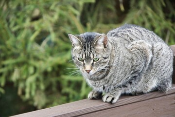 cat sitting on ledge © Kitz Pix