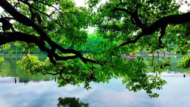 A large old tree with lush green branches extends over a calm reflective lake, surrounded by dense forest scenery.