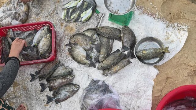 High angle view of a vendor sorting fresh rabbitfish and assorted seafood on canvas at a morning coastal fish market